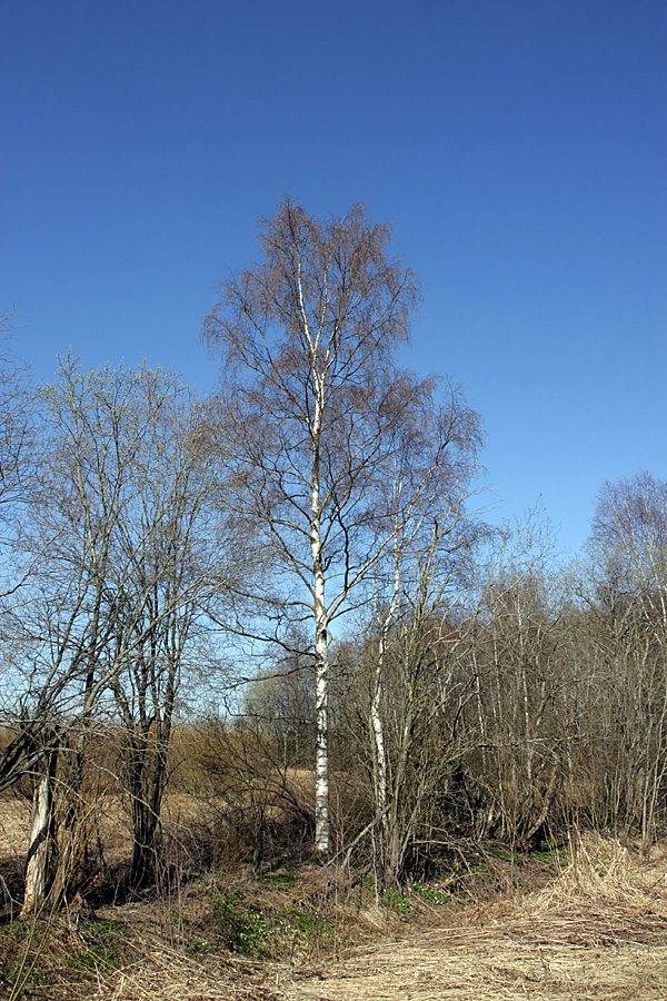 Изображение особи Betula pendula.