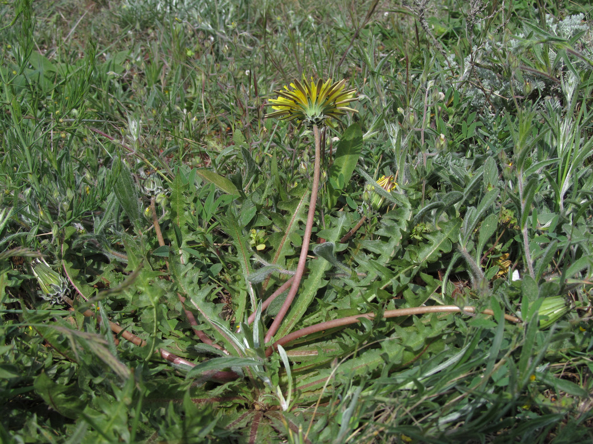 Изображение особи Taraxacum hellenicum.
