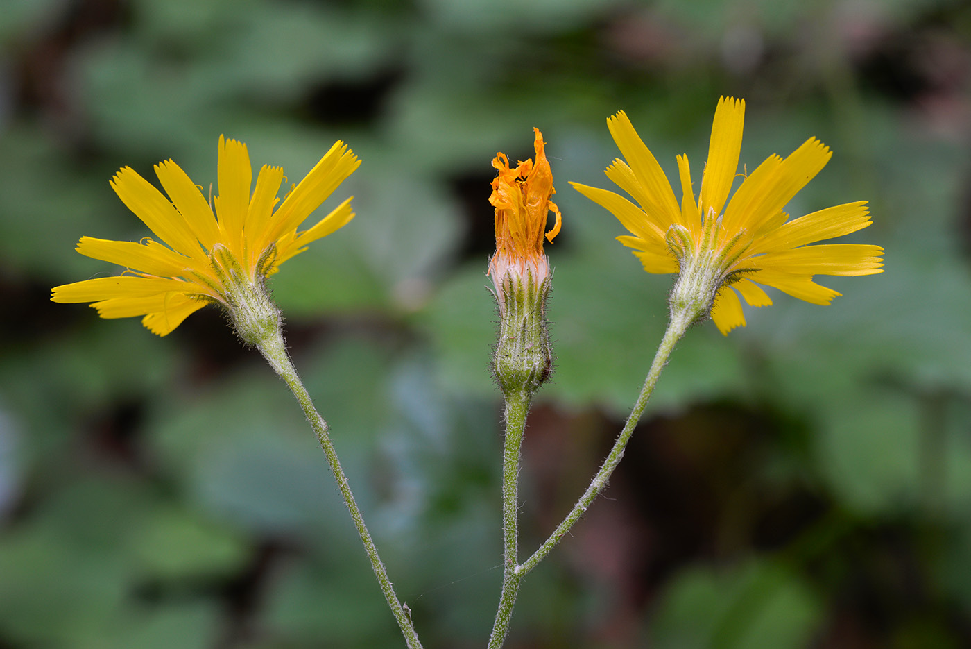 Изображение особи род Hieracium.