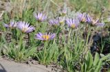 Aster alpinus