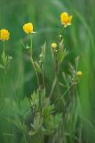 Ranunculus repens. Верхушка цветущего растения. Ростовская обл., Азовский р-н, окр хут. Лагутник, пойменный луг. 07.05.2020.