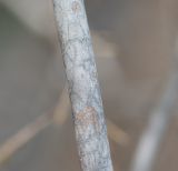 Asparagus nesiotes ssp. purpureiensis