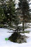 Abies homolepis. Ювенильное дерево. Санкт-Петербург, Петроградский р-н, Ботанический сад им. Петра Великого, в культуре. 20.03.2021.