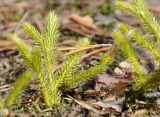 Lycopodium clavatum