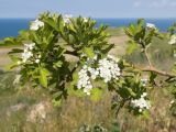 Crataegus rhipidophylla. Ветвь с соцветиями. Керченский п-ов, Ленинский р-н, окр. с. Глазовка, северный склон горы Хрони, заброшенная каменоломня, закустаренная степь. 28.05.2021.