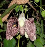 Aristolochia gigantea. Соцветие. Израиль, Иудейские горы, г. Иерусалим, ботанический сад университета. 09.11.2021.