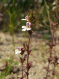 Euphrasia hyperborea. Верхушка цветущего побега. Магаданская обл., окр. г. Магадан, низовья р. Магаданка, поляна около моста. 03.08.2017.