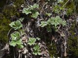 Potentilla brachypetala