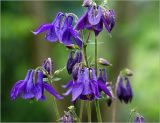 Aquilegia vulgaris