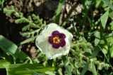 Hibiscus trionum