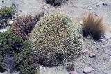 семейство Cactaceae. Вегетирующее растение. Перу, регион Арекипа, национальный заповедник \"Salinas and Aguada Blanca\". 29.12.1996.