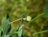 Euphorbia macroceras