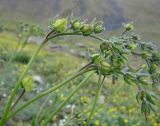 Lindelofia tschimganica. Верхушка плодоносящего растения. Узбекистан, Чаткальский хр., Чаткальский заповедник, верховья урочища Ташкескенсай, подножие каменисто-мелкоземистого склона, около 3200 м н.у.м., разнотравно-горцевое сообщество. 11.08.2013.