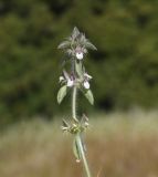 Sideritis подвид curvidens