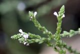 Verbena officinalis. Верхушка растения с соцветиями. Южный Казахстан, предгорья Боролдайтау, долина р. Кокбулак, берег отводного арыка. 17.08.2010.