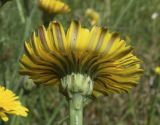 Hypochaeris radicata. Соцветие (вид со стороны обёртки). Испания, автономное сообщество Каталония, провинция Жирона, комарка Баш Эмпорда, муниципалитет Калонже, кромка залежи. 18.05.2021.