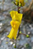 Utricularia vulgaris