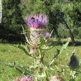 Cirsium pugnax. Верхушка цветущего растения. Карачаево-Черкесия, Зеленчукский р-н, долина р. Аксаут, окр. аула Красный Карачай. 10.08.2011.