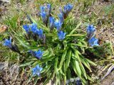 Gentiana kaufmanniana