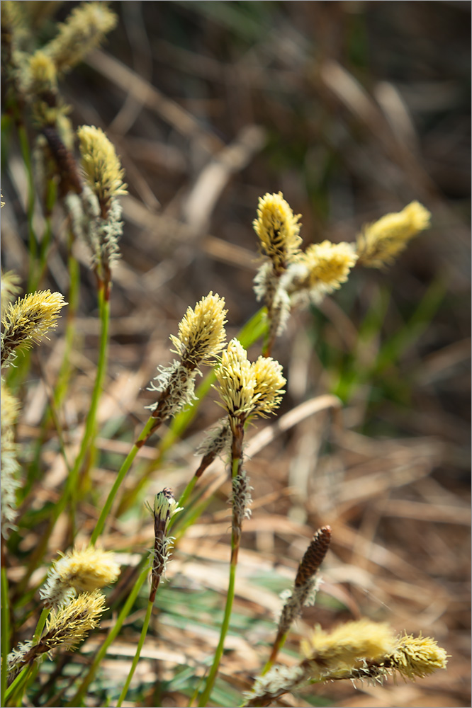 Изображение особи Carex ericetorum.