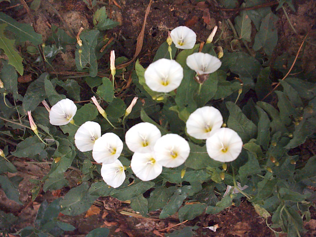 Изображение особи Convolvulus arvensis.