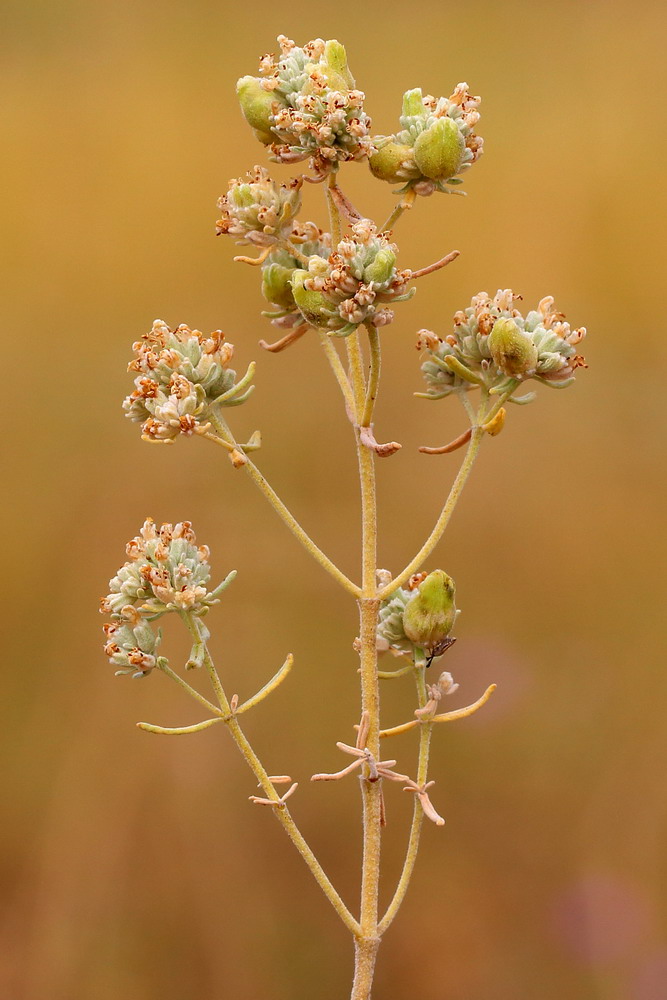 Image of Teucrium capitatum specimen.