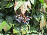 Parthenocissus quinquefolia