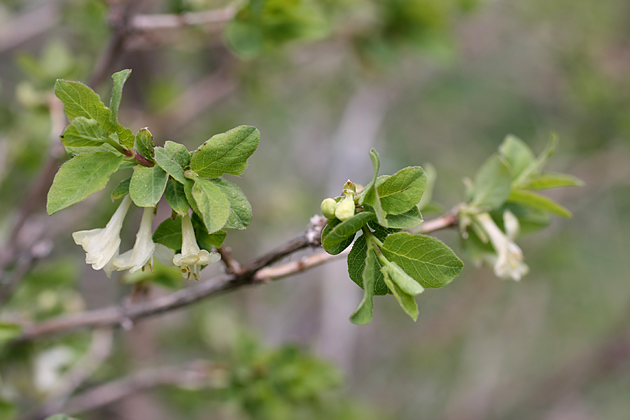 Изображение особи Lonicera tianschanica.