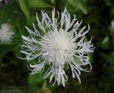 Centaurea carpatica