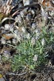 Astragalus schrenkianus. Отцветающее растение. Южный Казахстан, горы Каракус. 16.05.2013.