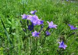 Campanula wolgensis