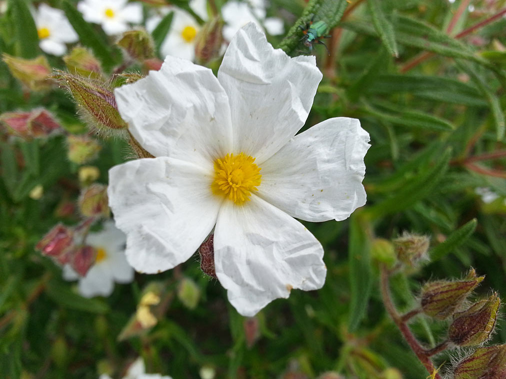 Изображение особи Cistus monspeliensis.