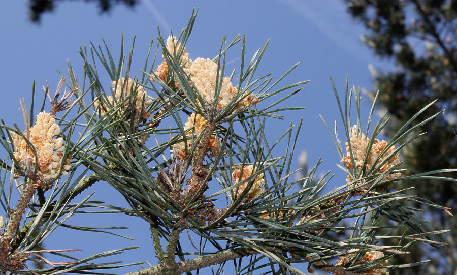 Изображение особи Pinus sylvestris.