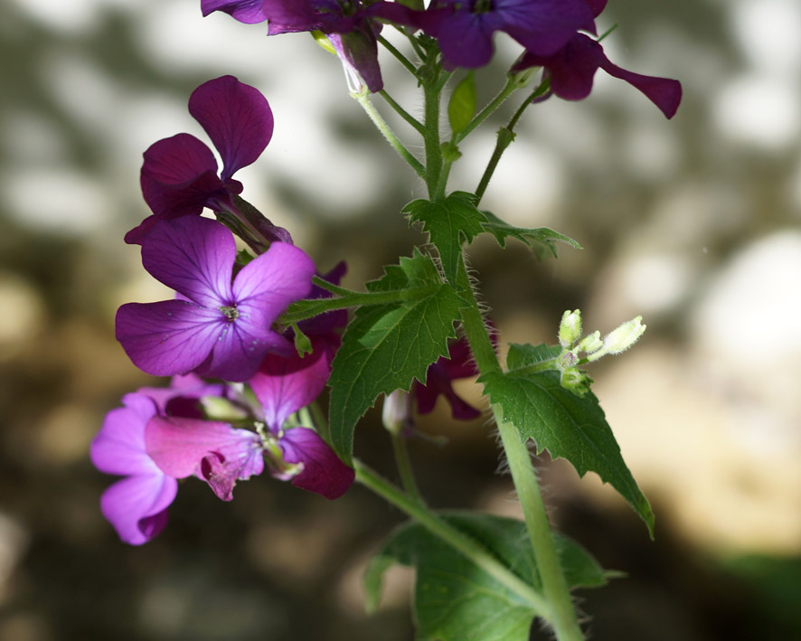 Изображение особи Lunaria annua.