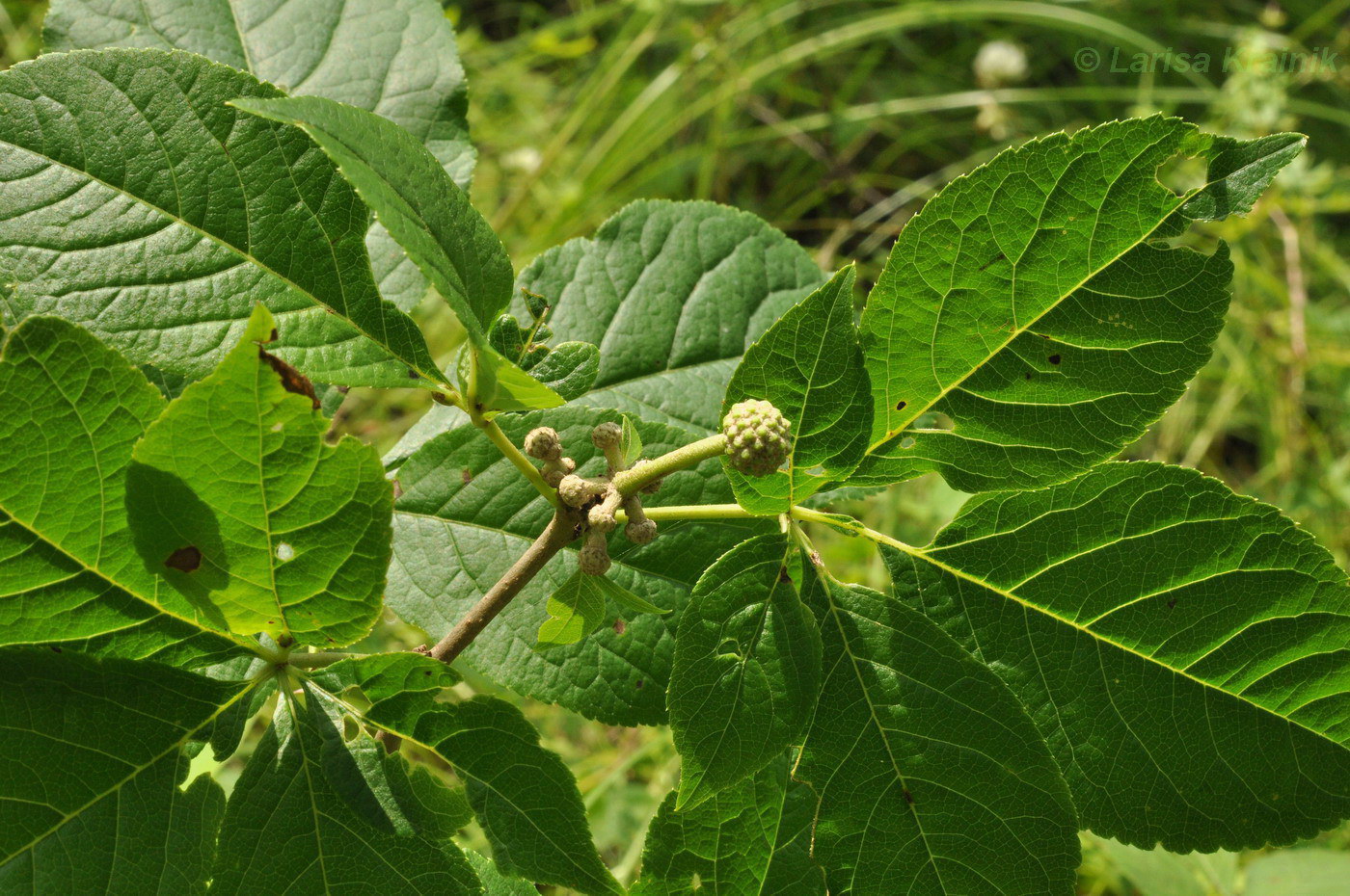 Изображение особи Eleutherococcus sessiliflorus.