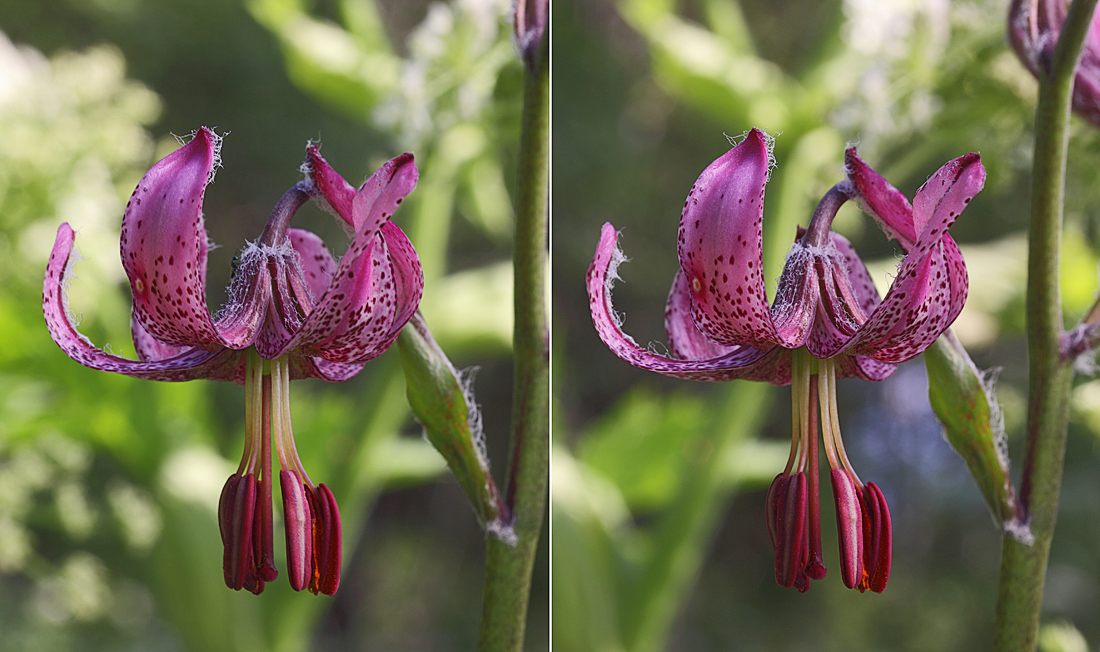 Изображение особи Lilium pilosiusculum.