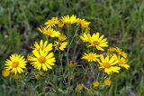 Senecio ambraceus. Верхушка цветущего растения. Хакасия, окр. г. Сорск. 13.08.2009.