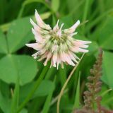 Trifolium hybridum