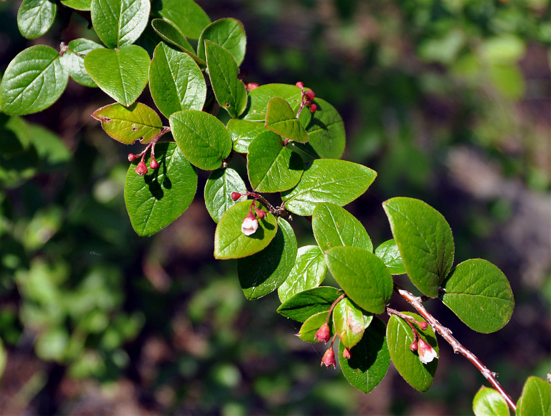 Изображение особи Cotoneaster lucidus.