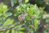 Salix myrsinifolia. Верхушка побега с соцветиями. Мурманская обл., Кандалакшский р-н, галечно-песчаный берег оз. Ориярви. 19.06.2015.