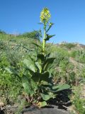 Sisymbrium brassiciforme. Цветущее растение. Южный Казахстан, хр. Сырдарьинский Каратау, пер. Куюк, щебенистый склон южной экспозиции, ≈ 700 м н.у.м. 13 апреля 2016 г.