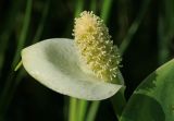 Calla palustris