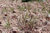 Bromus lanceolatus