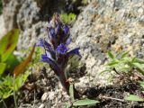 Orobanche coerulescens. Цветущее растение. Приморье, Партизанский р-н, на скалах морского побережья. 10.07.2016.