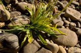 Plantago lanceolata