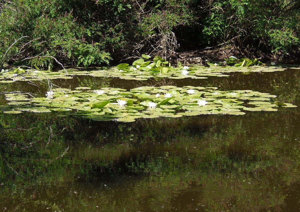 Image of Nymphaea alba specimen.