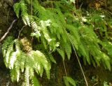 Woodsia caucasica