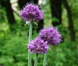 род Allium