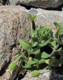 Cerastium undulatifolium