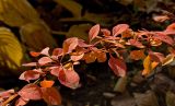 Berberis × ottawensis. Часть ветви с листьями в осенней окраске. Пермский край, г. Пермь, Свердловский р-н, в городском озеленении. 13 октября 2017 г.